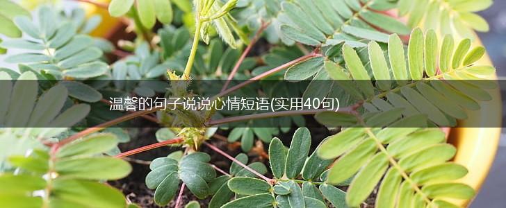 温馨的句子说说心情短语(实用40句),第1张
