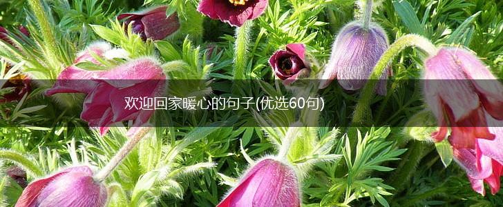 欢迎回家暖心的句子(优选60句),第1张
