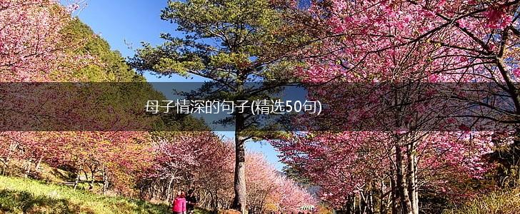 母子情深的句子(精选50句),第1张