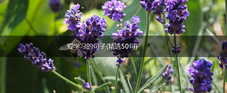 爱学习的句子(精选50句),第1张
