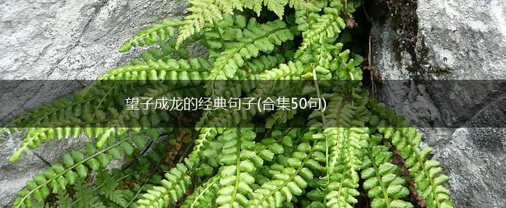 望子成龙的经典句子(合集50句),第1张 望子成龙的经典句子(合集50句),第1张