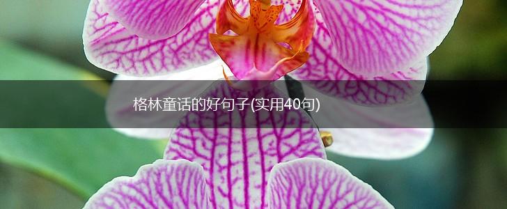 格林童话的好句子(实用40句),第1张