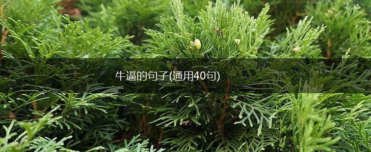 牛逼的句子(通用40句),第1张