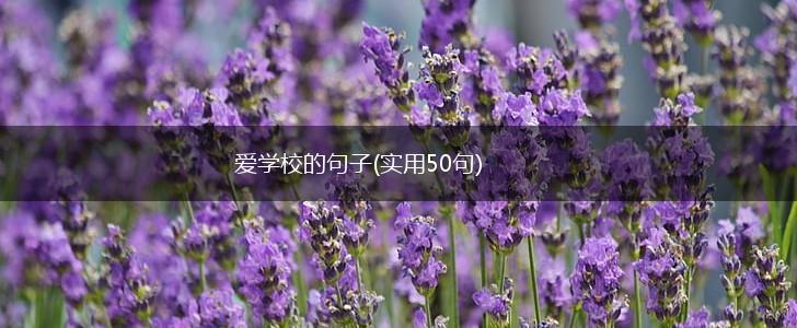 爱学校的句子(实用50句),第1张