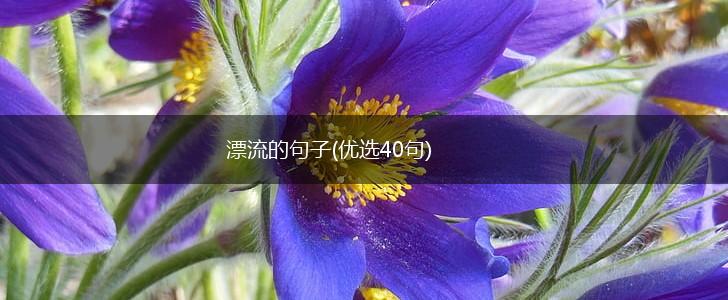 漂流的句子(优选40句),第1张