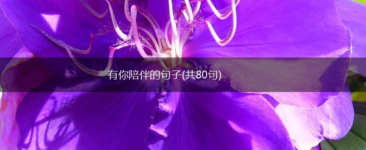 有你陪伴的句子(共80句),第1张