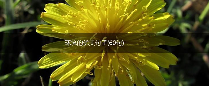 环境的优美句子(60句),第1张