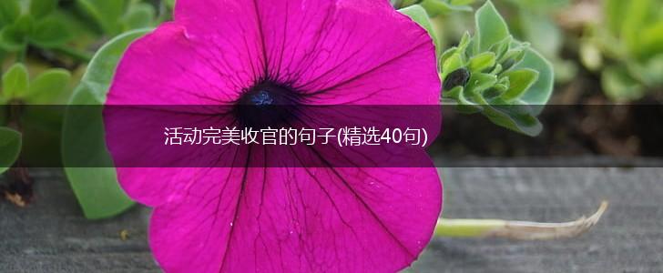 活动完美收官的句子(精选40句),第1张