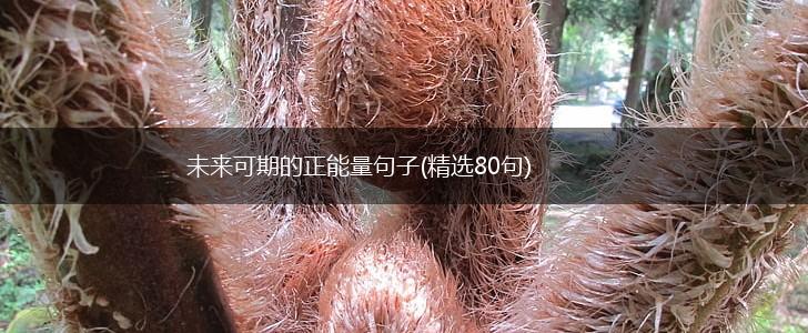 未来可期的正能量句子(精选80句),第1张