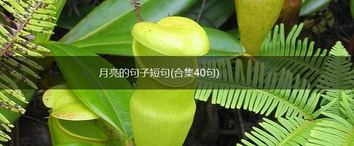 月亮的句子短句(合集40句),第1张