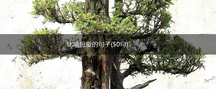 比喻母爱的句子(50句),第1张