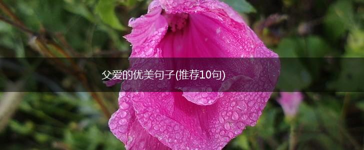 父爱的优美句子(推荐10句),第1张