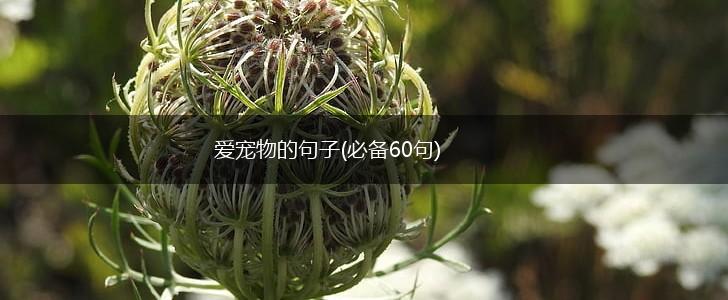 爱宠物的句子(必备60句),第1张