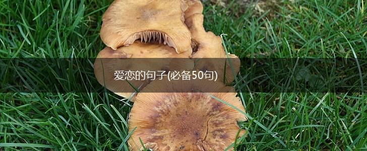 爱恋的句子(必备50句),第1张