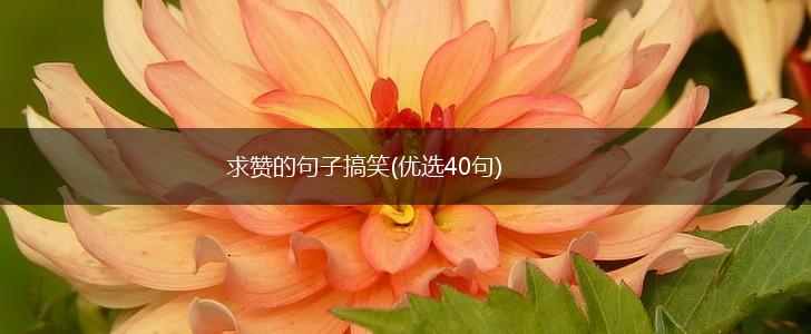 求赞的句子搞笑(优选40句),第1张