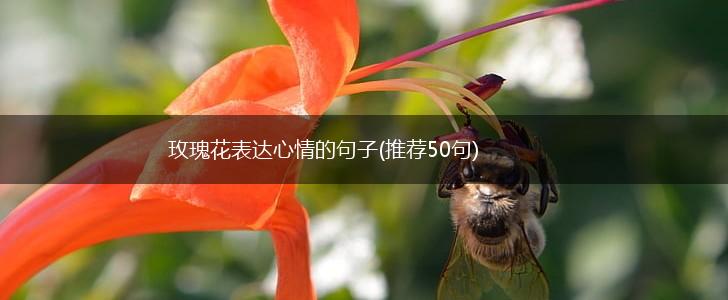 玫瑰花表达心情的句子(推荐50句),第1张 玫瑰花表达心情的句子(推荐50句),第1张