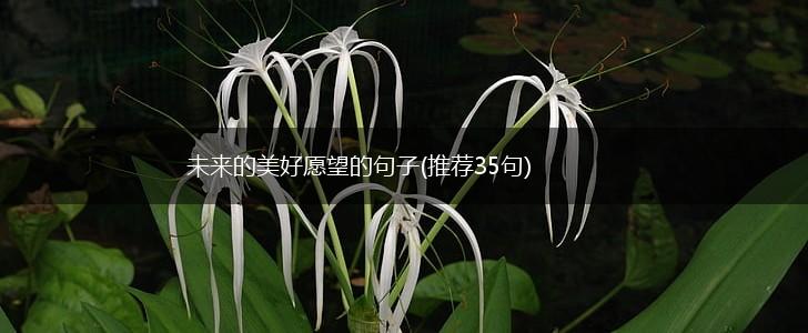 未来的美好愿望的句子(推荐35句),第1张