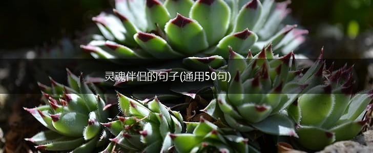 灵魂伴侣的句子(通用50句),第1张