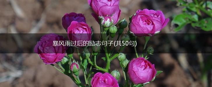 暴风雨过后的励志句子(共50句),第1张
