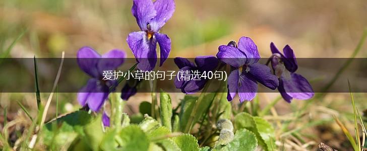 爱护小草的句子(精选40句),第1张