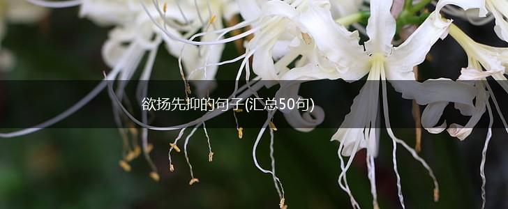欲扬先抑的句子(汇总50句),第1张
