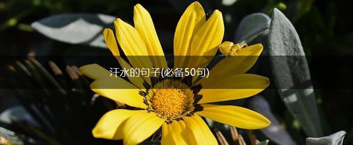 汗水的句子(必备50句),第1张