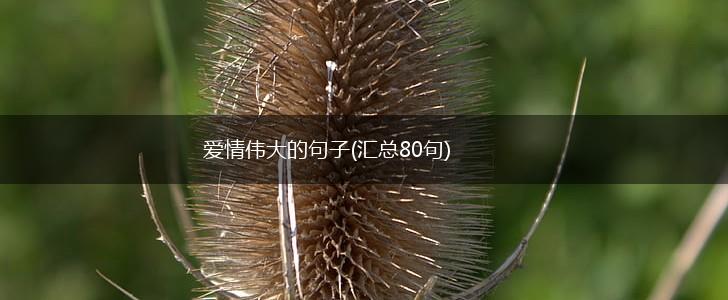 爱情伟大的句子(汇总80句),第1张