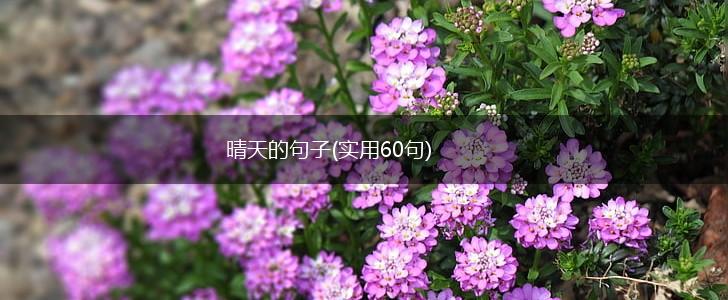 晴天的句子(实用60句),第1张