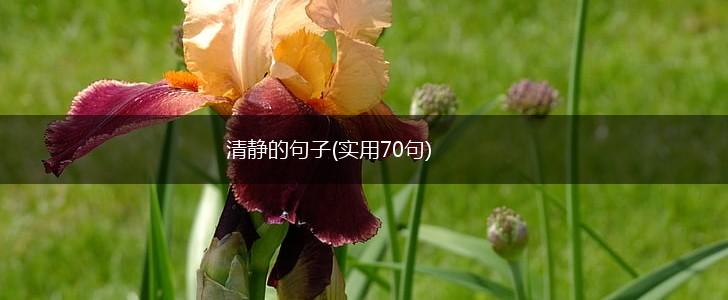清静的句子(实用70句),第1张