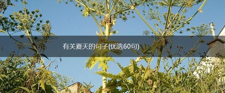 有关夏天的句子(优选60句),第1张