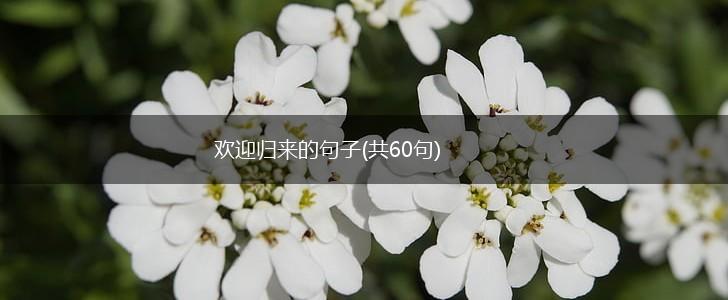 欢迎归来的句子(共60句),第1张