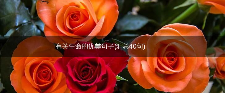 有关生命的优美句子(汇总40句),第1张