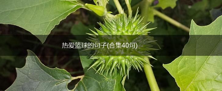 热爱篮球的句子(合集40句),第1张