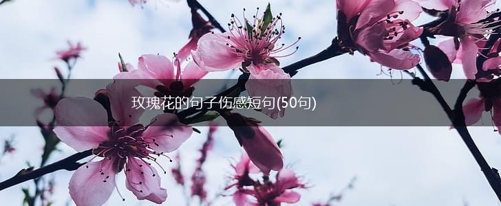 玫瑰花的句子伤感短句(50句),第1张