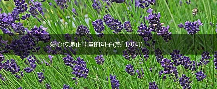 爱心传递正能量的句子(热门70句),第1张