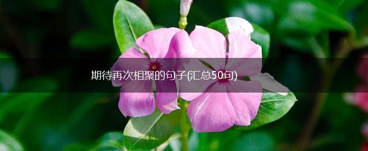 期待再次相聚的句子(汇总50句),第1张