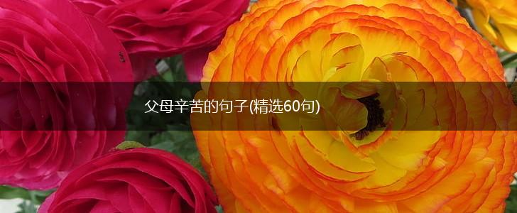 父母辛苦的句子(精选60句),第1张