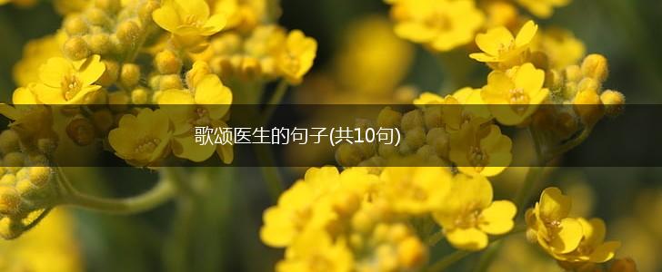歌颂医生的句子(共10句),第1张