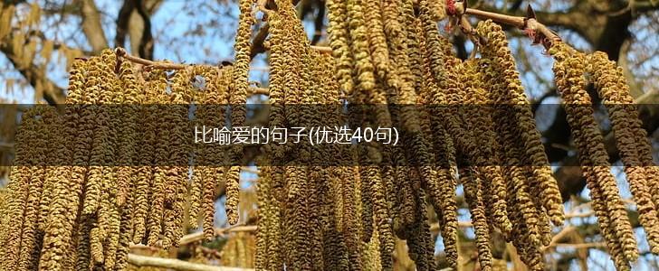 比喻爱的句子(优选40句),第1张 比喻爱的句子(优选40句),第1张