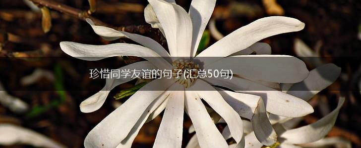 珍惜同学友谊的句子(汇总50句),第1张