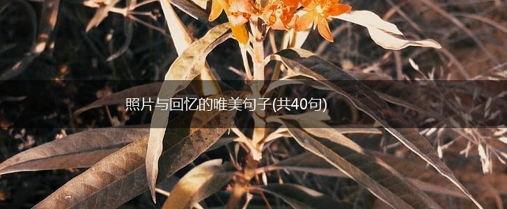 照片与回忆的唯美句子(共40句),第1张