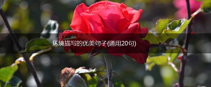环境描写的优美句子(通用20句),第1张