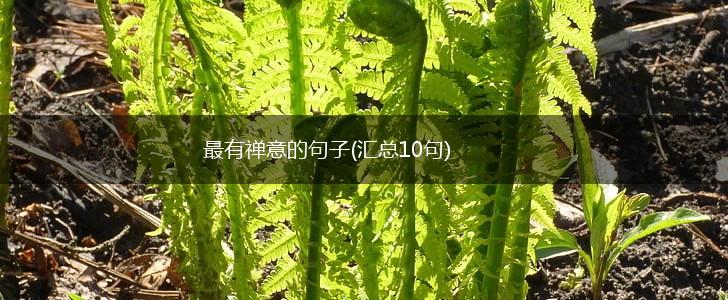最有禅意的句子(汇总10句),第1张