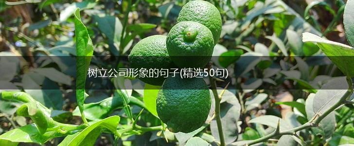 树立公司形象的句子(精选50句),第1张
