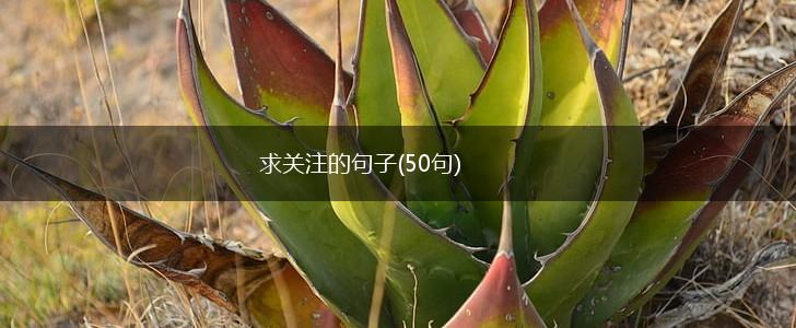 求关注的句子(50句),第1张