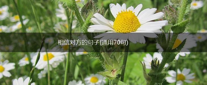 相信对方的句子(通用70句),第1张
