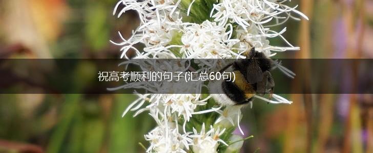 祝高考顺利的句子(汇总60句),第1张