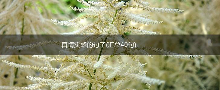 真情实感的句子(汇总40句),第1张