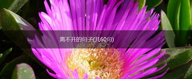 离不开的句子(共60句),第1张