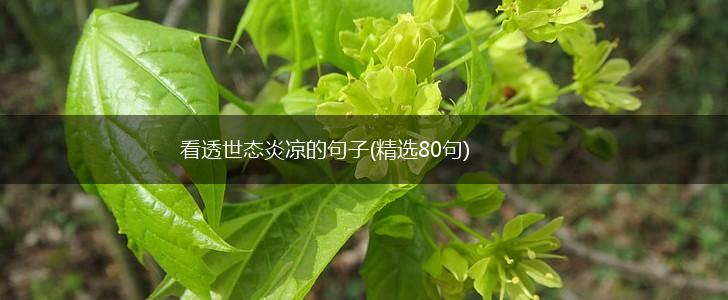 看透世态炎凉的句子(精选80句),第1张